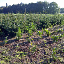 Planten op de kwekerij