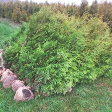 Planten op de kwekerij