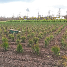 Planten op de kwekerij