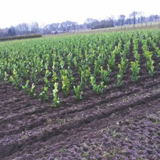 Planten op de kwekerij