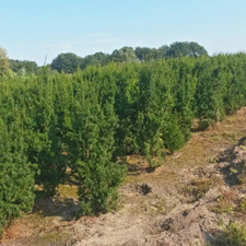 Planten op de kwekerij