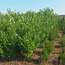 Planten op de kwekerij