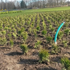 Planten op de kwekerij