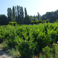 Planten op de kwekerij