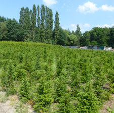 Planten op de kwekerij