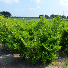 Planten op de kwekerij