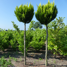 Planten op de kwekerij