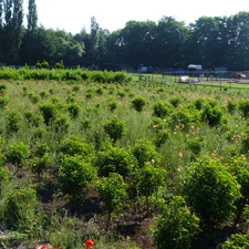 Planten op de kwekerij