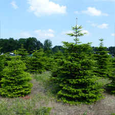 Planten op de kwekerij